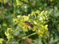 Nomada sp.